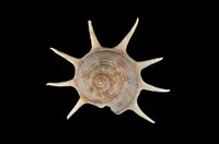 藏品(星螺)的圖片